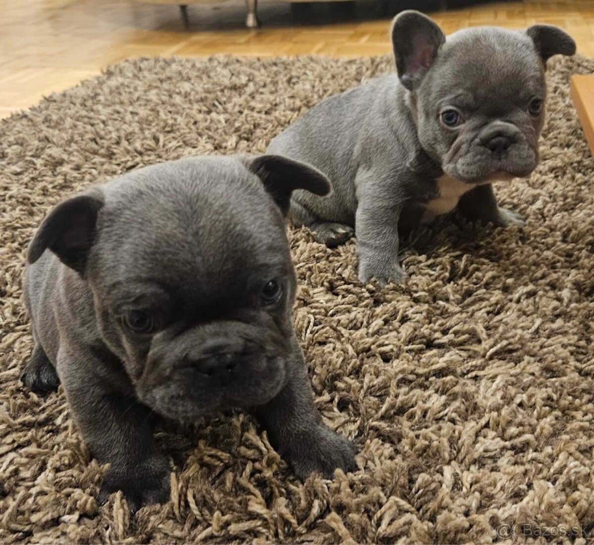 Francúzsky buldoček - 2