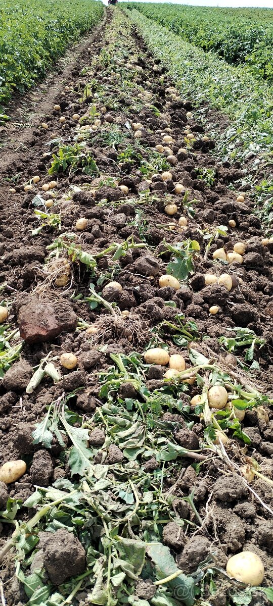 Predam nove domace zemiaky, pšenicu, jačmeň. - 2