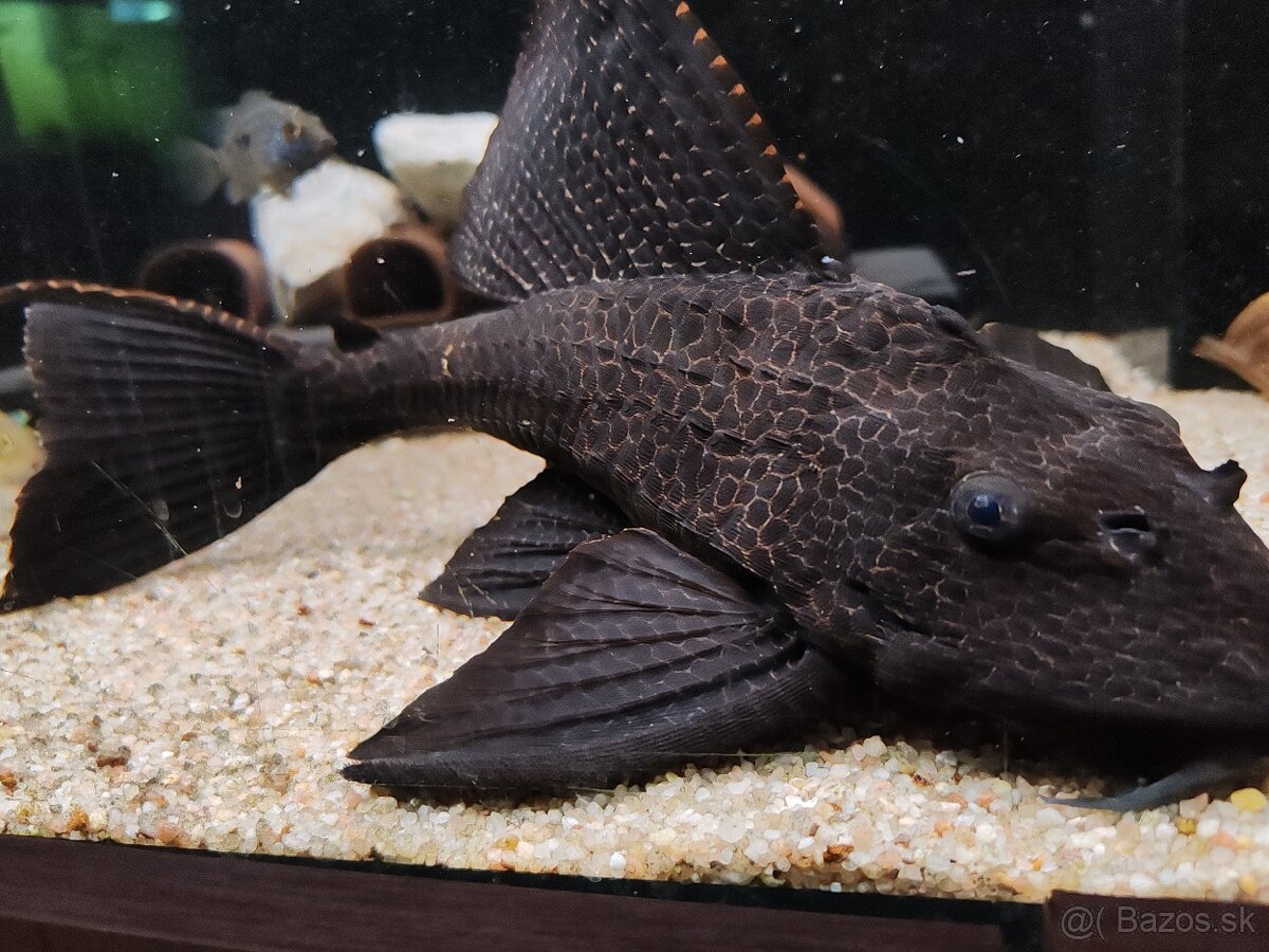 ‼️ Plecostomus, Gibbiceps ‼️ - 2