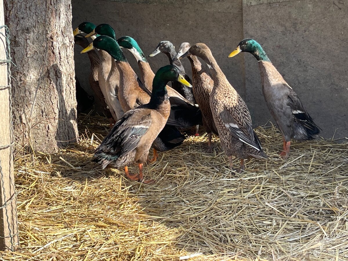Indické bežce páry na predaj - 2