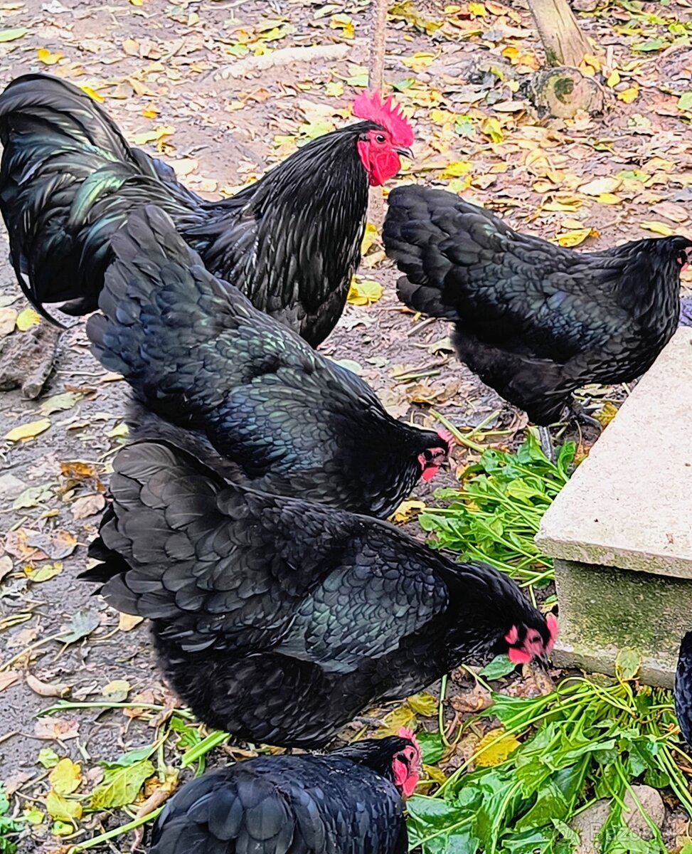 Australorpka čierna - 2