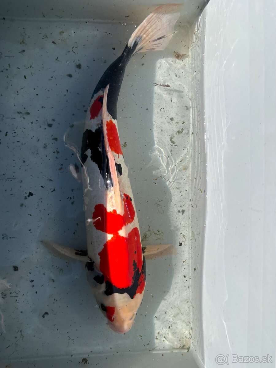 Veľké japonské koi kapre - 2