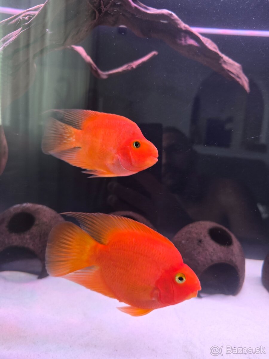 Parrot red - 2