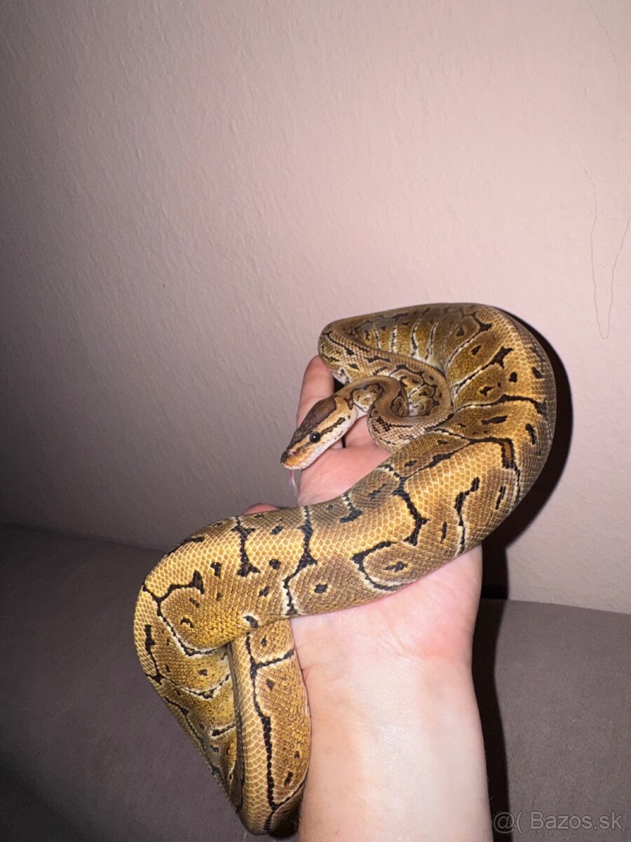 Python regius - 2