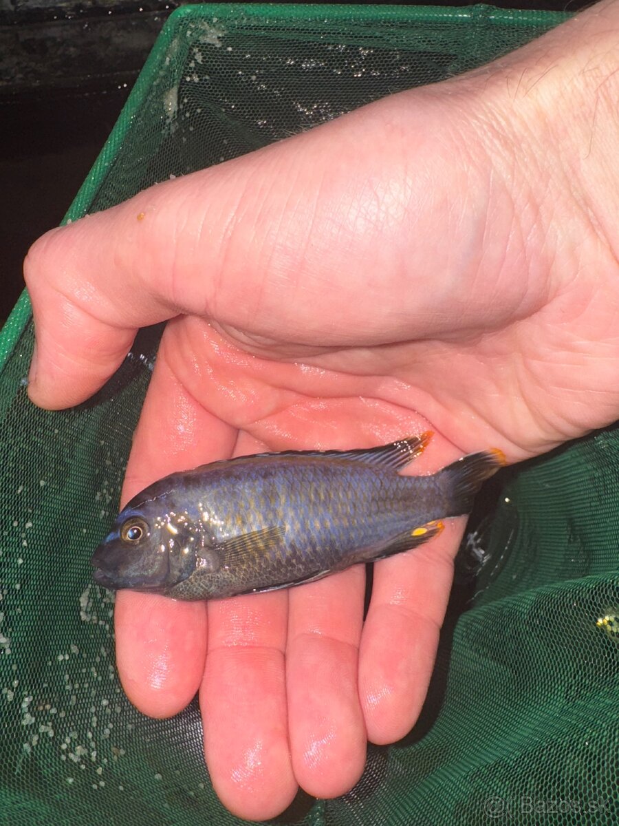 Darujem samcov Malawi - 2