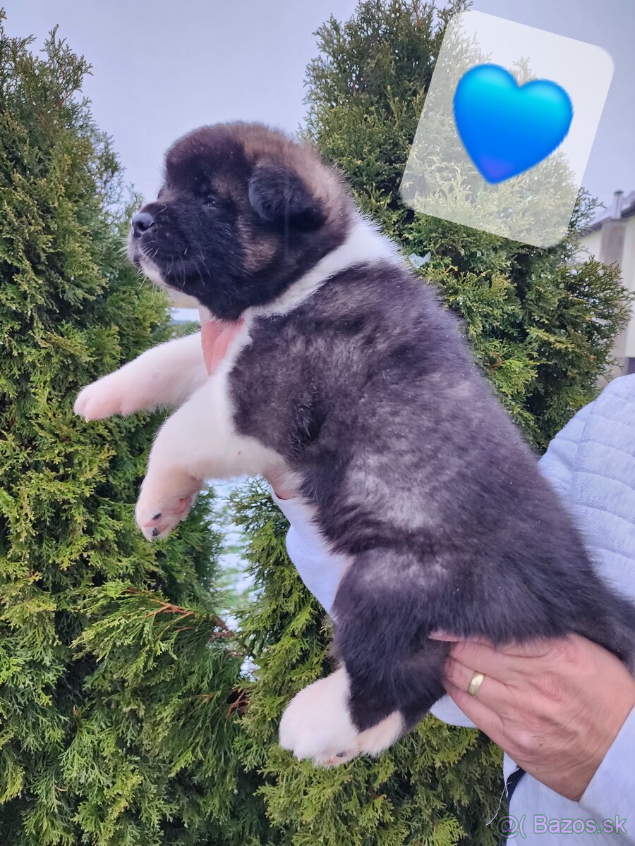 Americká akita s PP - 2