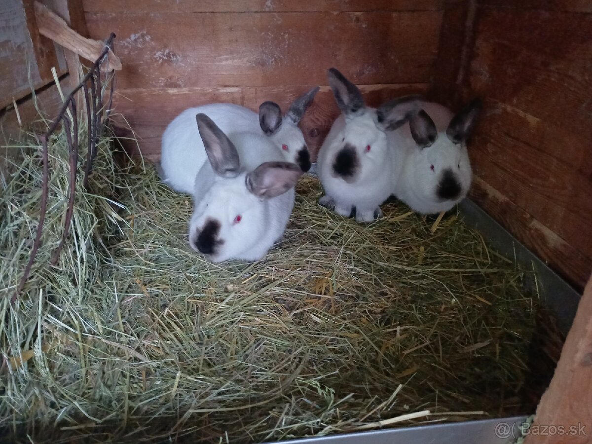 Kalifórnsky králik - 2