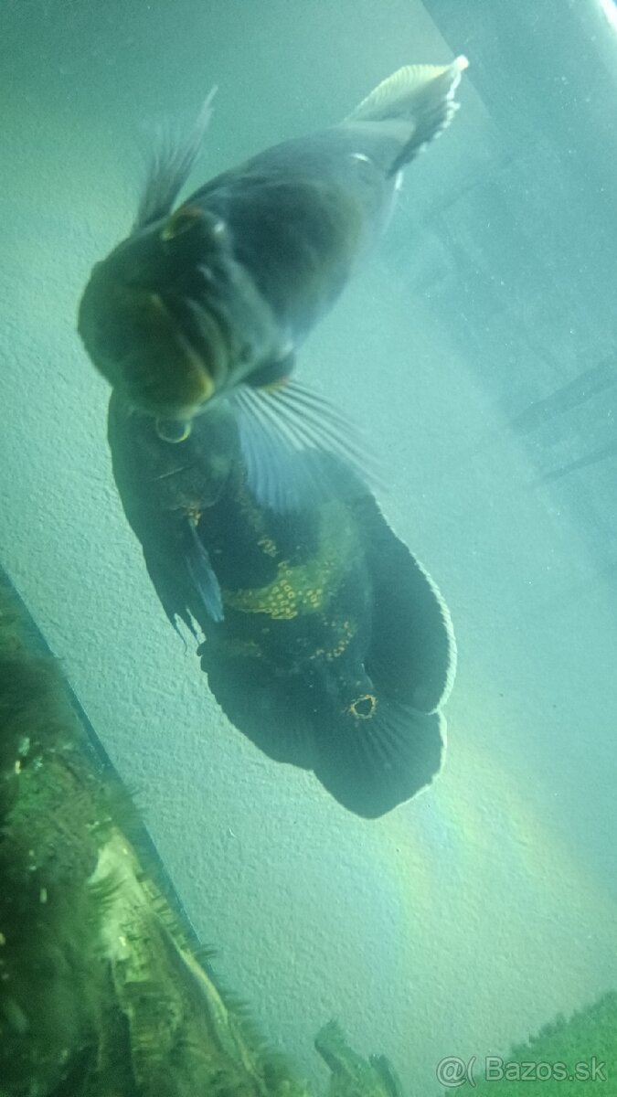 Astronotus ocellatus - 2