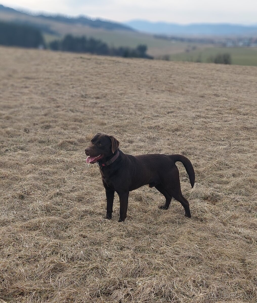 Hnedý labrador - 2