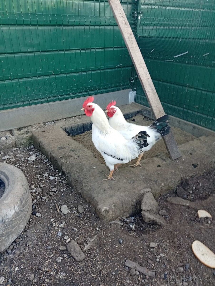Predám kohúta - 2