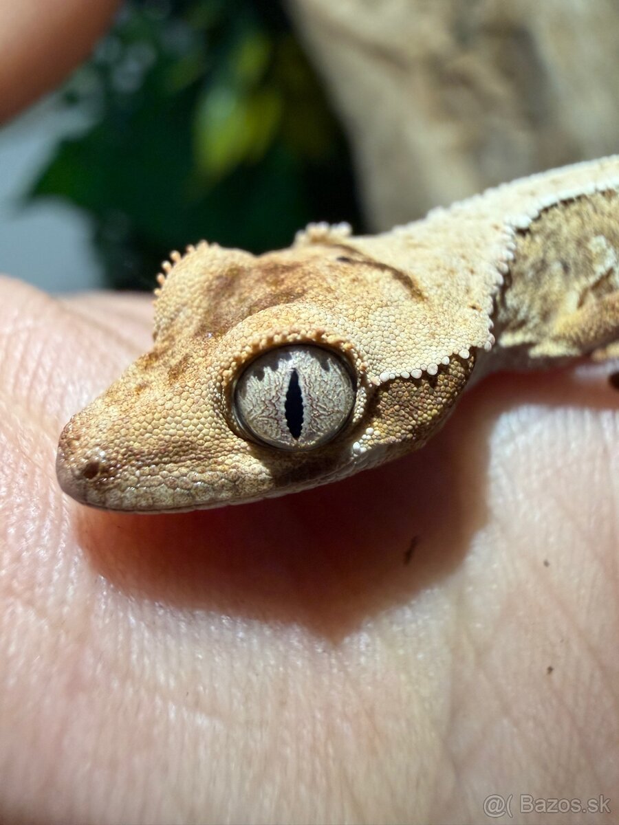 Pagekon riasnatý + Terárium - 2