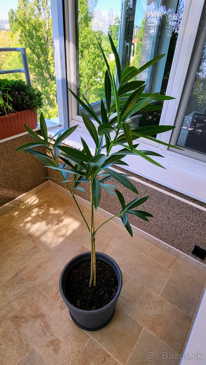 Oleander plnokvetý - ružový - 2