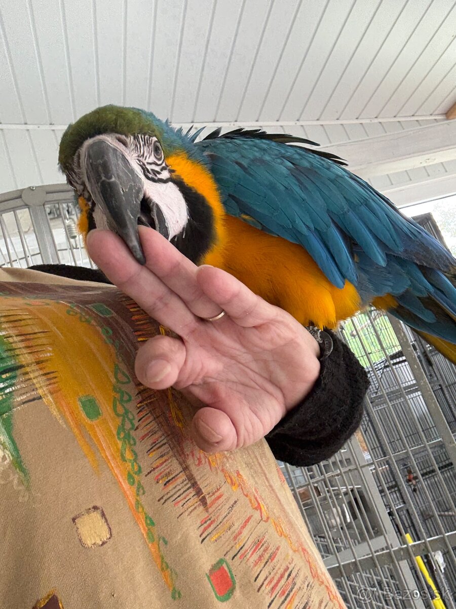 ARA ARARAUNA samec - Teraz zlava : -200,- EUR - 2