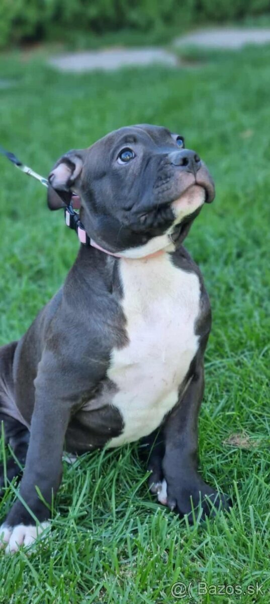 XL american bully puppies🥹 - 2