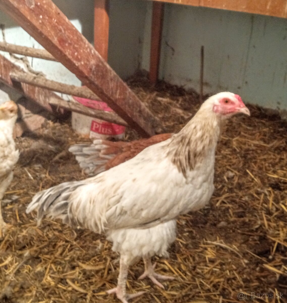 Predám kohútka MIX - 2