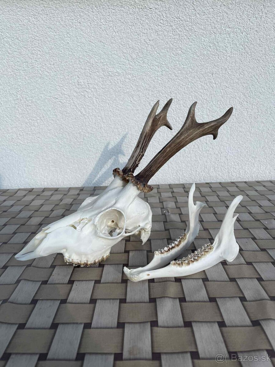 Úprava trofejí - 2