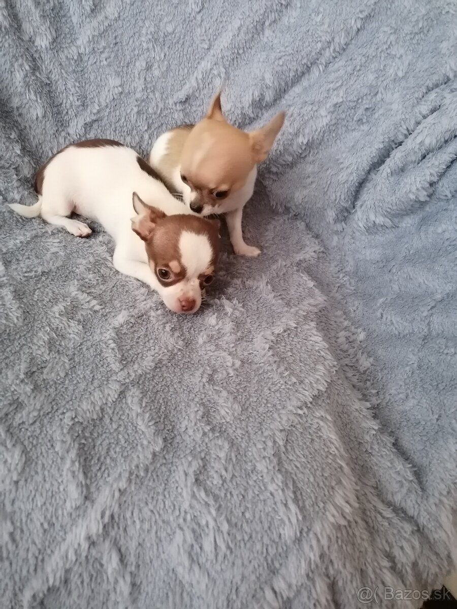 Čivava krátkosrstá - 2