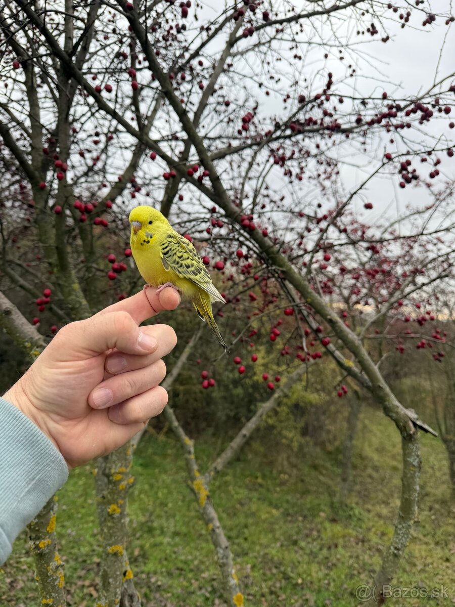 Andulka TCB mlada Maznačik - 2