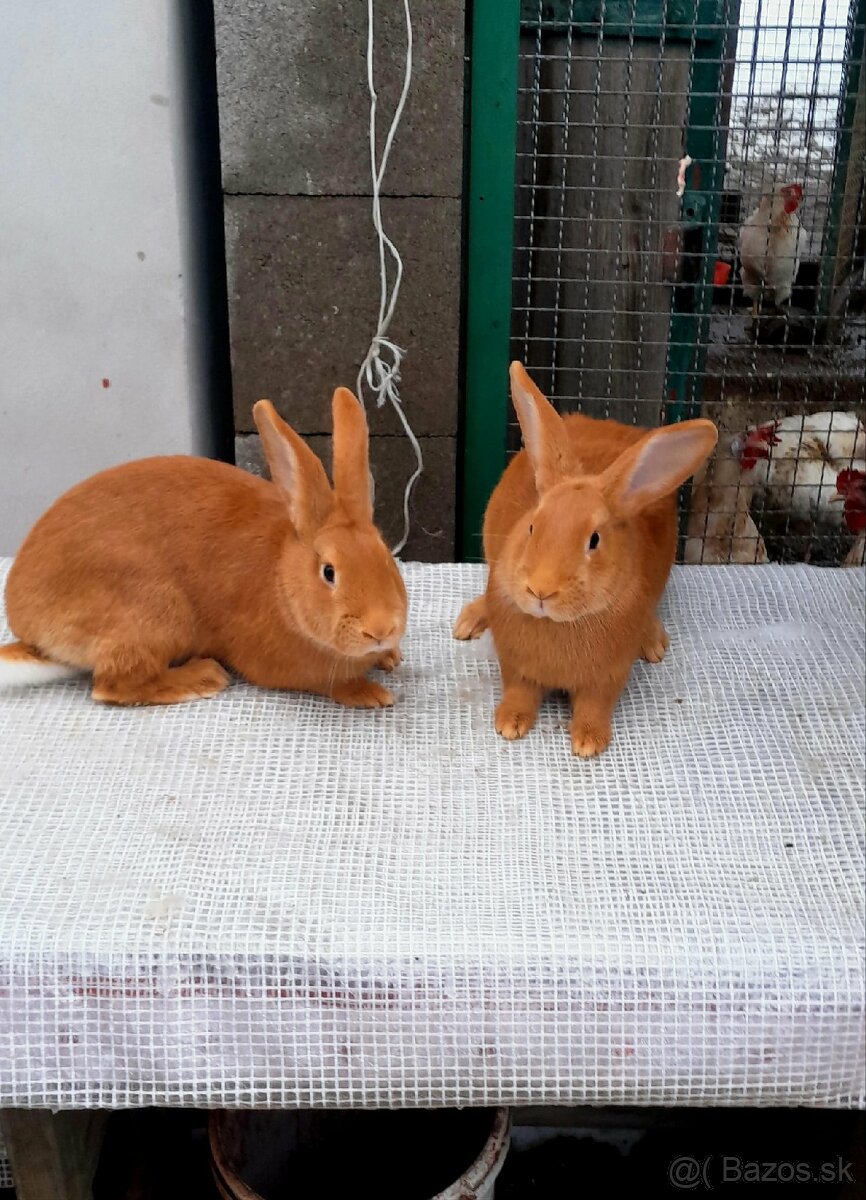 Burgunsky kralik - 2