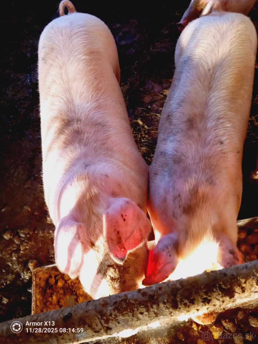 Predám ošípané - 2