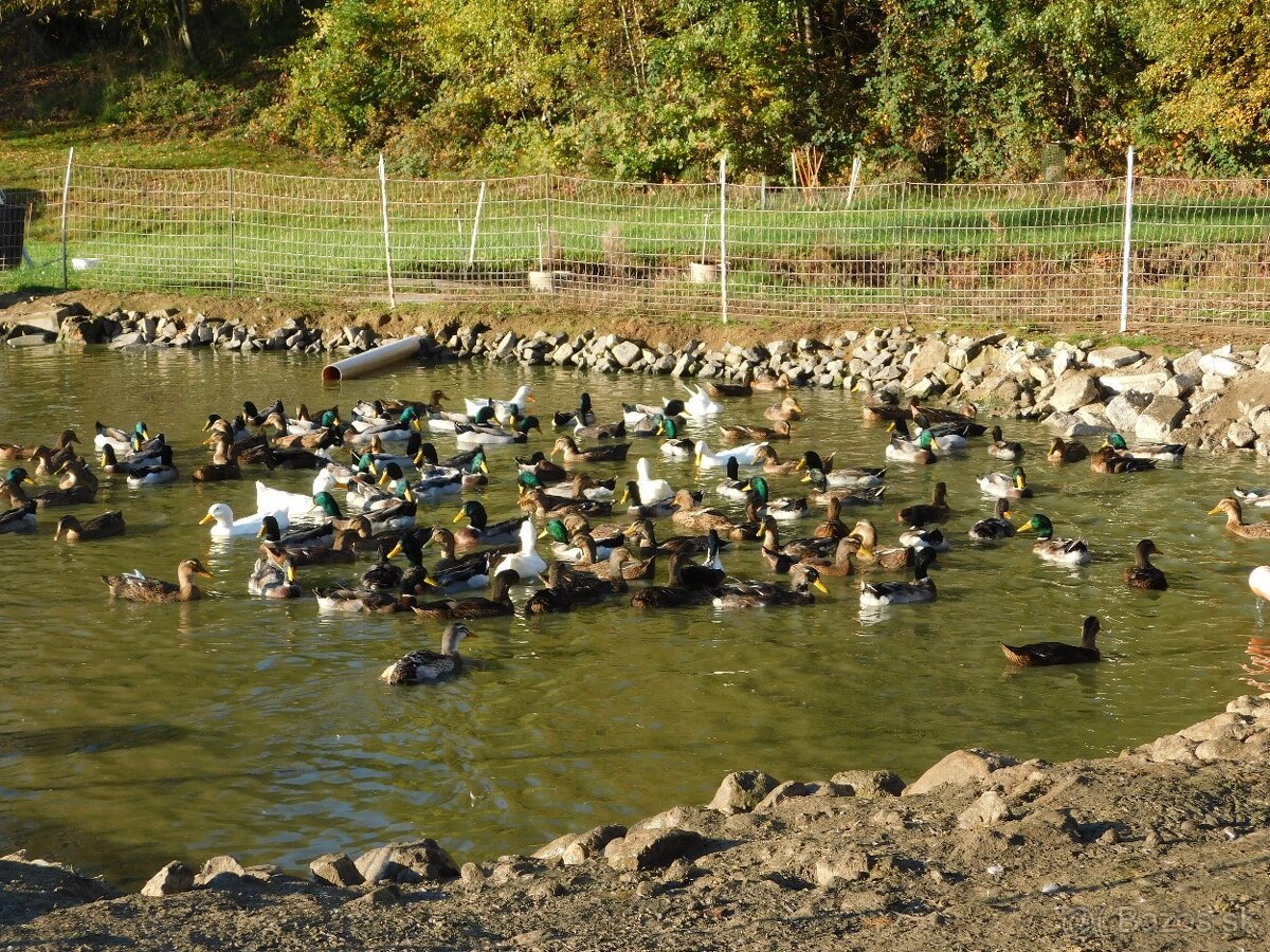 Predám ruanské kačky - 2