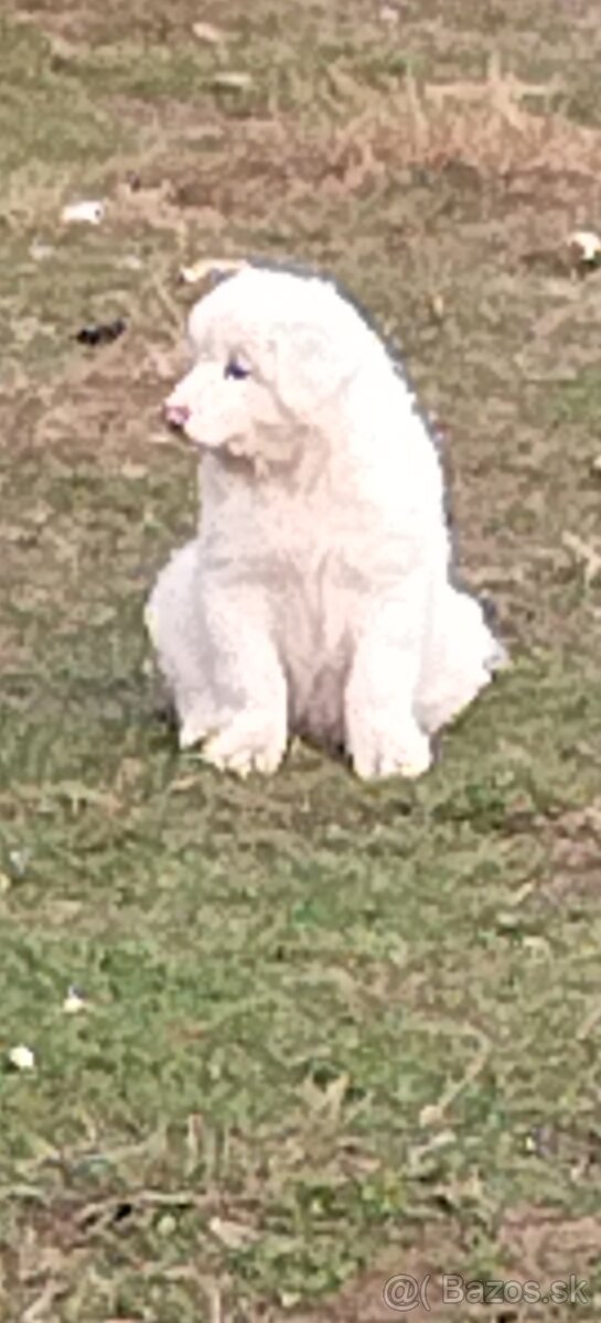 Slovenský čuvač - 2