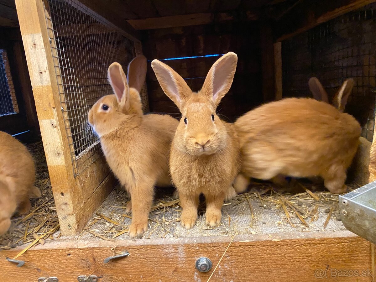 Burgundské králiky - 2