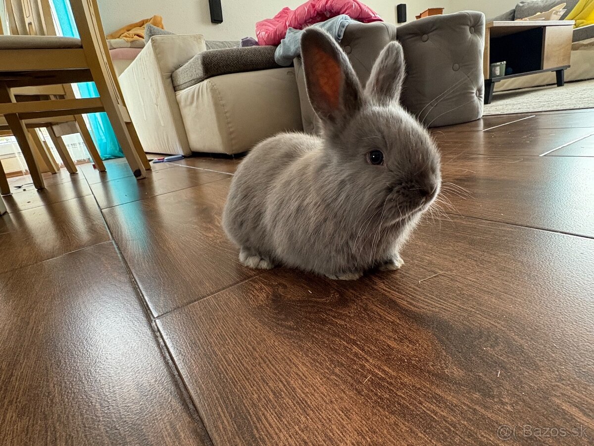 Zakrslé zajačiky - 2