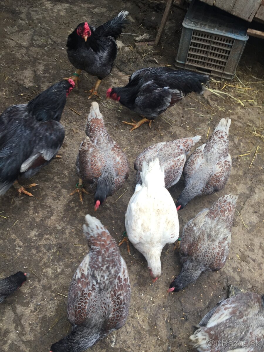 indická bojovnica - 2