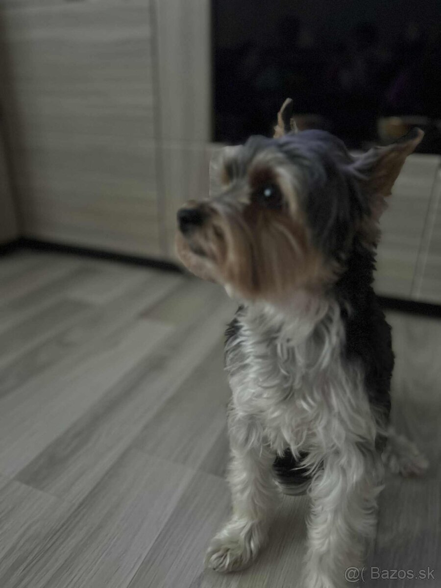 BIEWER YORKSHIRE - 2