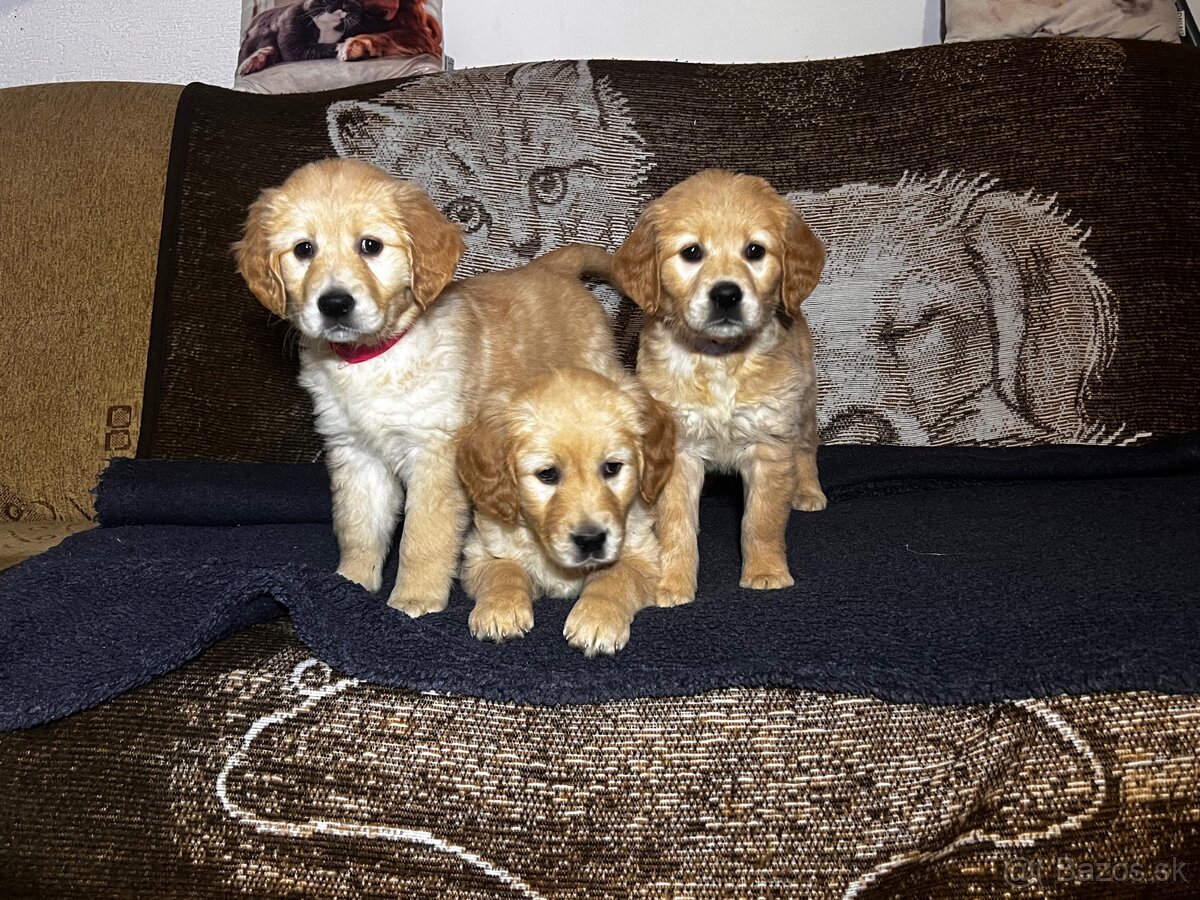 Zlatý retriver šteniatka - 2