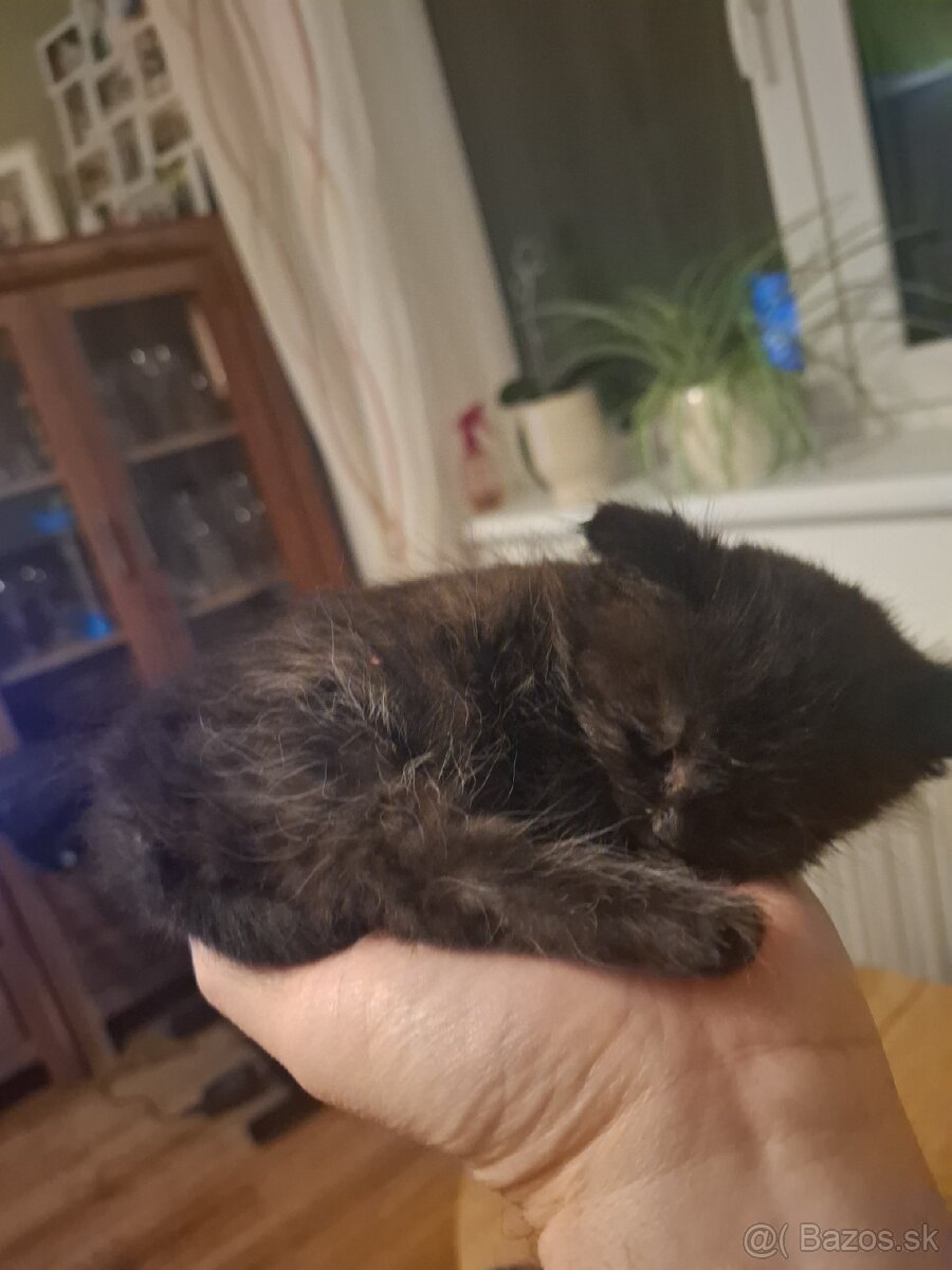 Darujem mačiatko - 2