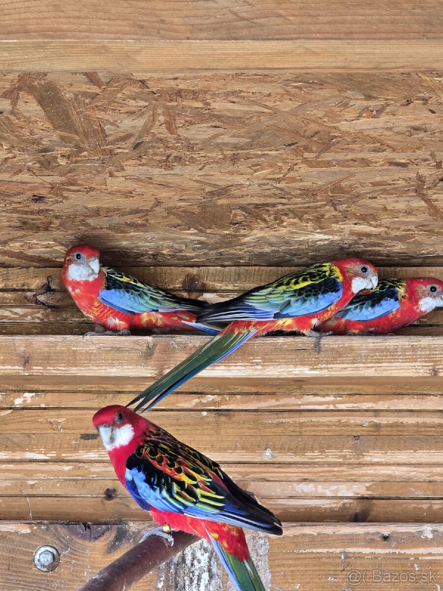 Rozela / rozela pestrá - 2