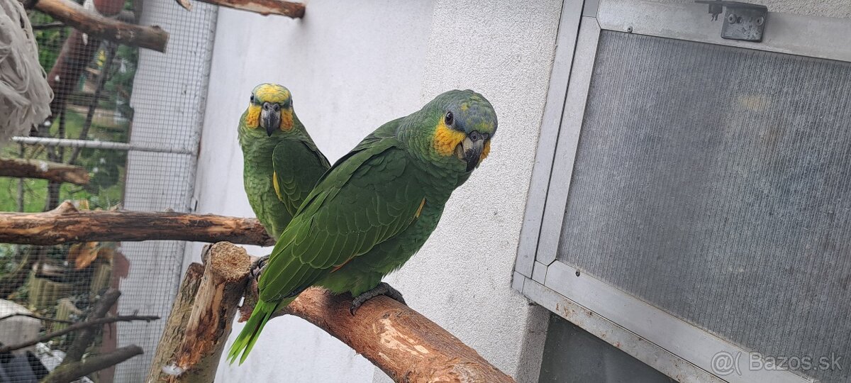 Predám samcov amazonana venezuelskeho - 2