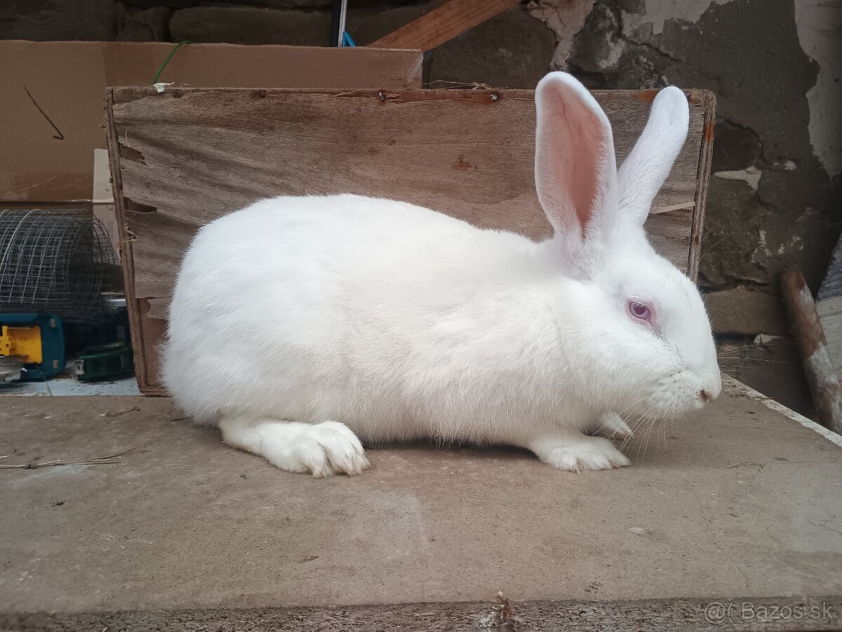 Predám králiky, zajace - 2