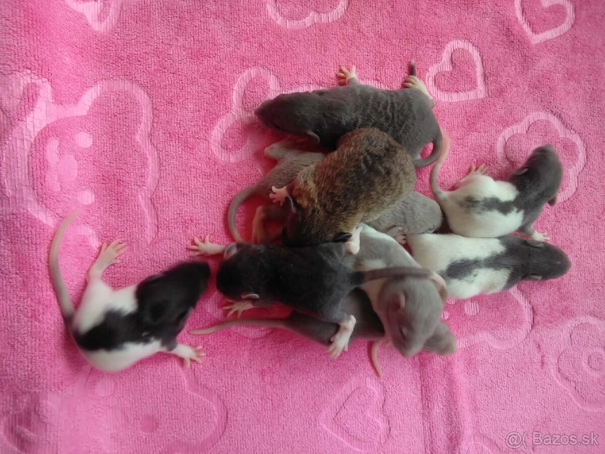 Potkaník potkan - 2