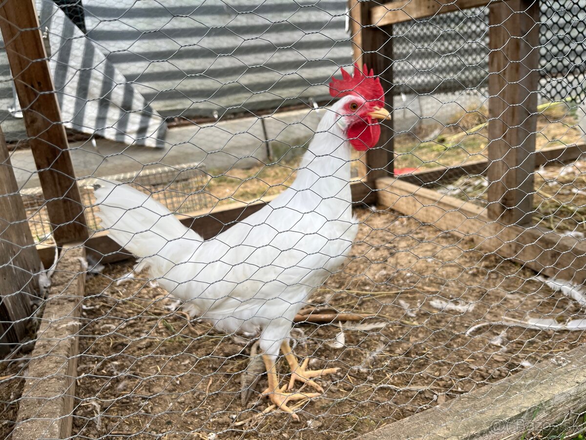 Mlady leghorn kohut - 2