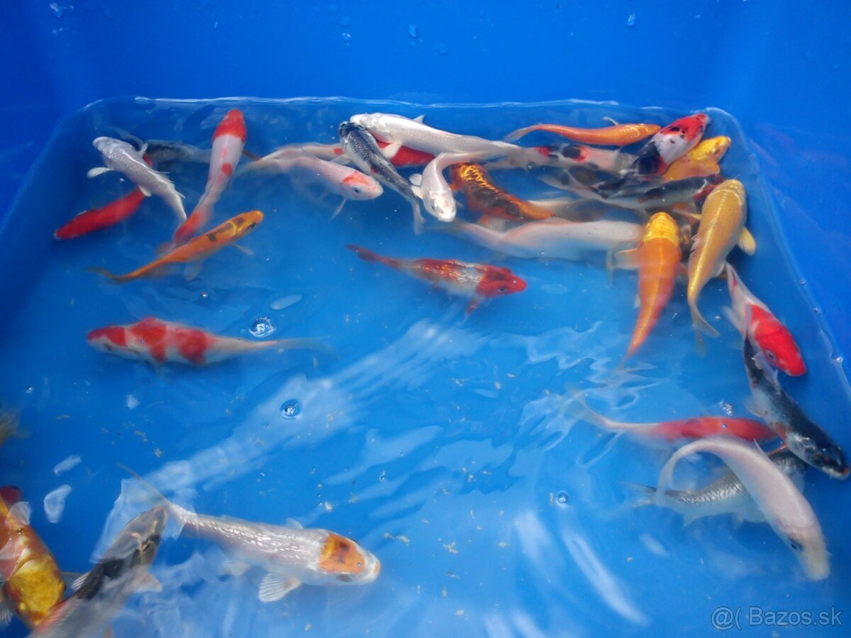 Ponukam jazierkove rybky, koi kapre, filtračné rastliny - 2