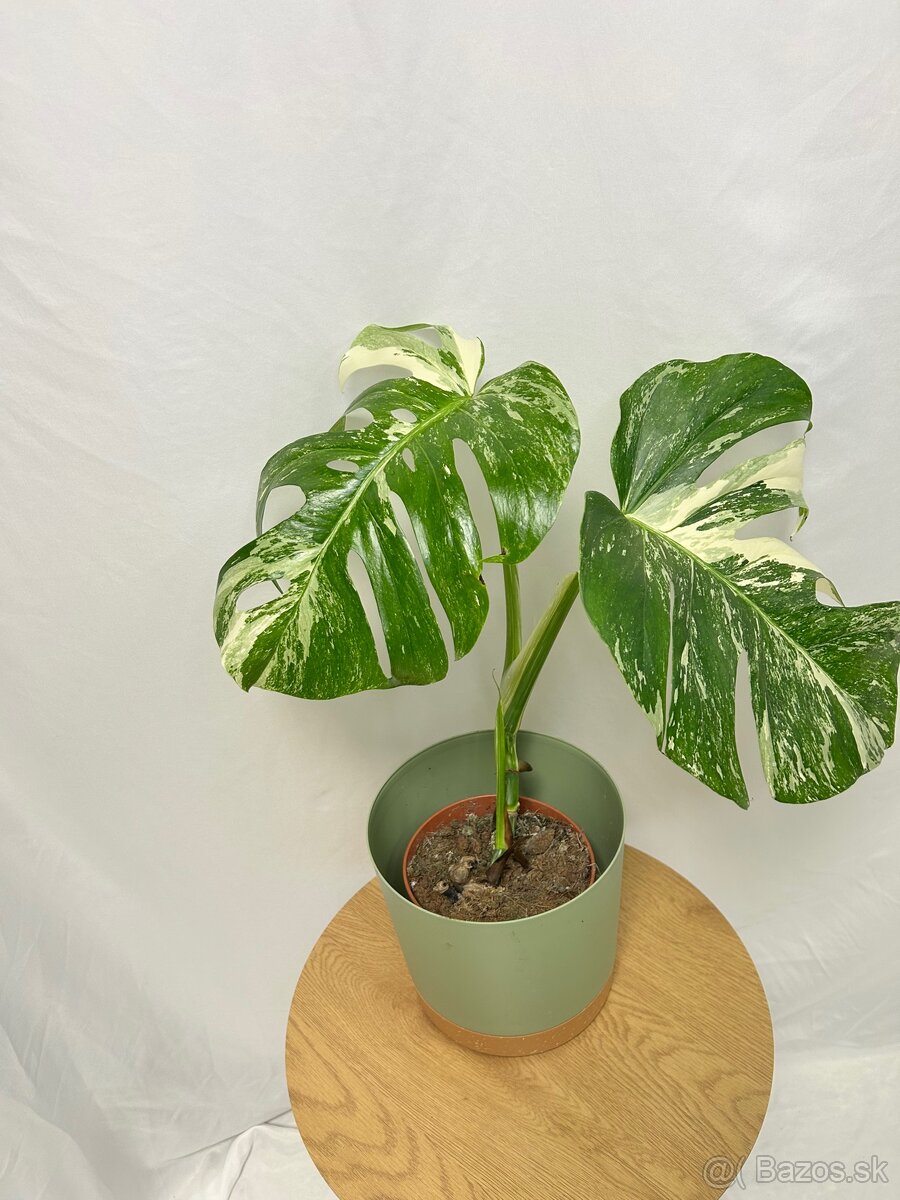 Monstera deliciosa albo variegata - 2