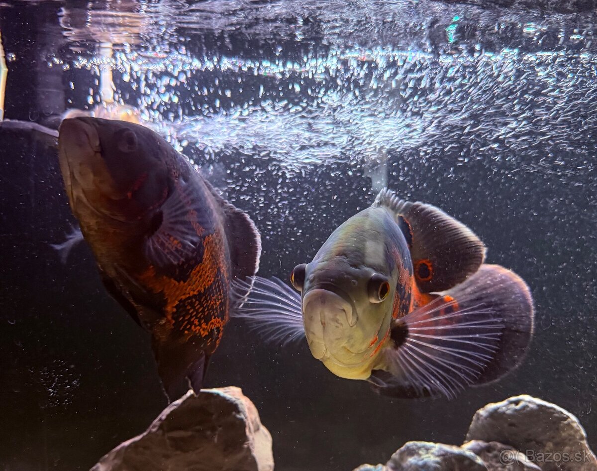 Ocelatus, cichlida pavia - 2