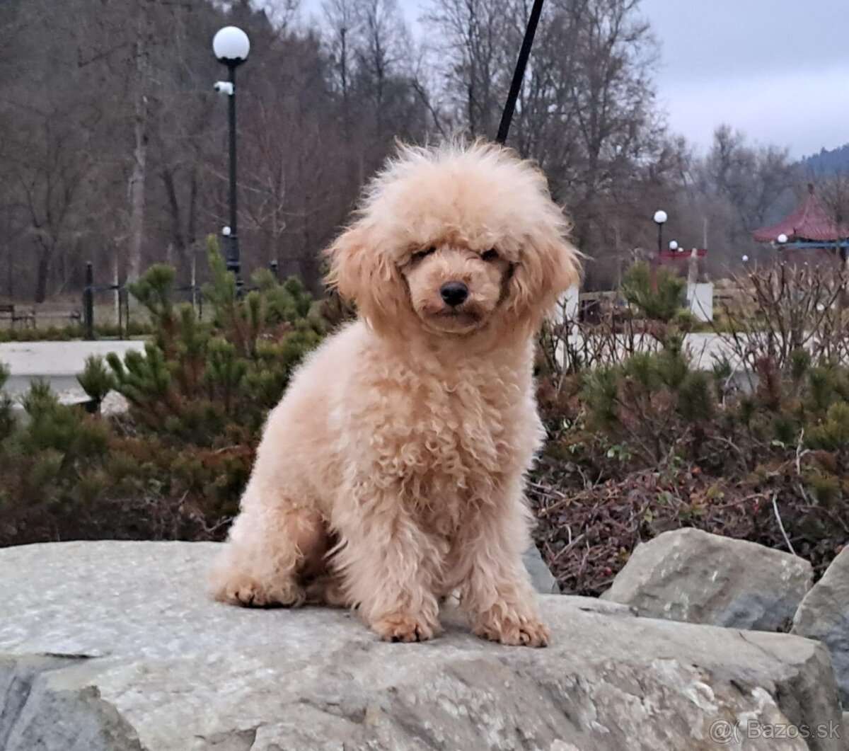 Predám psika toy pudel s pp FCI - 2