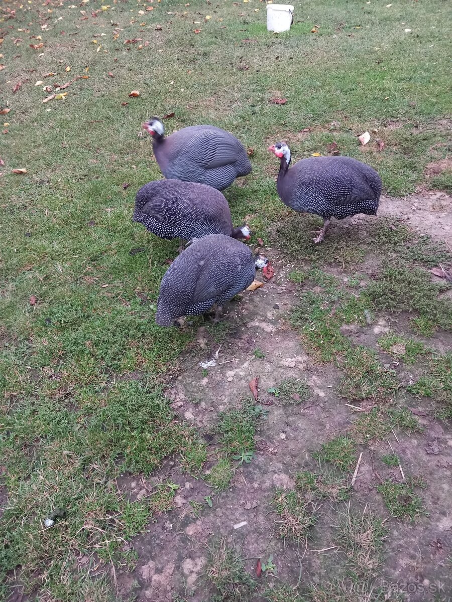 Perlicky, perlička - 2