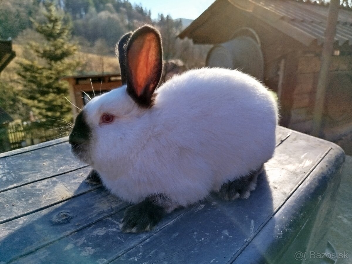 Kalifornský králik - 2