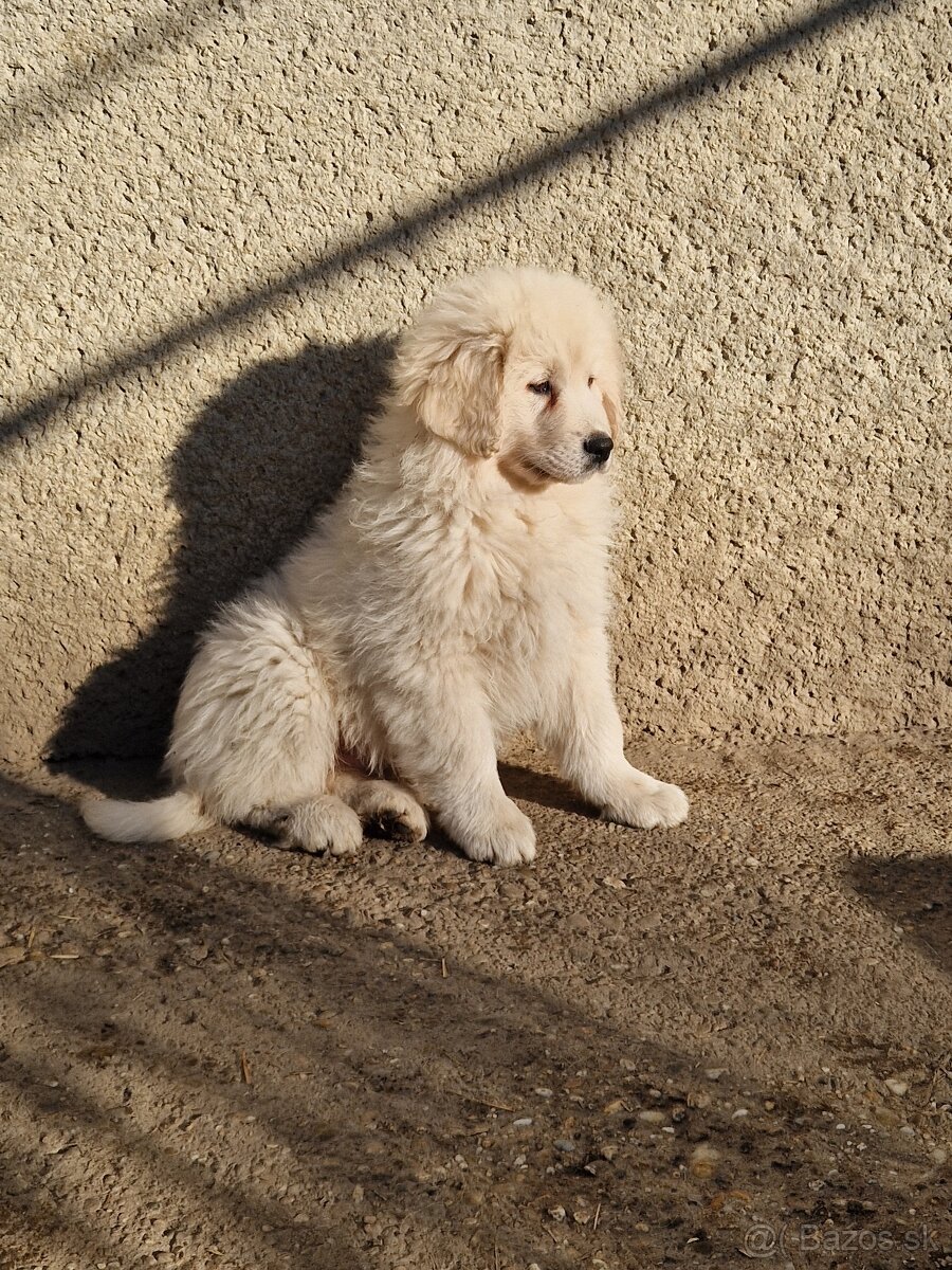 Slovenský Cuvac - 2