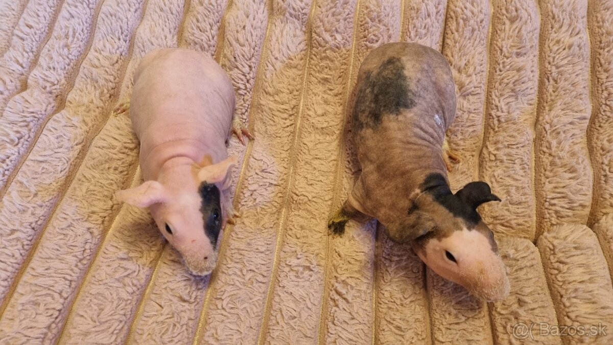 Skinny Morčatá - 2