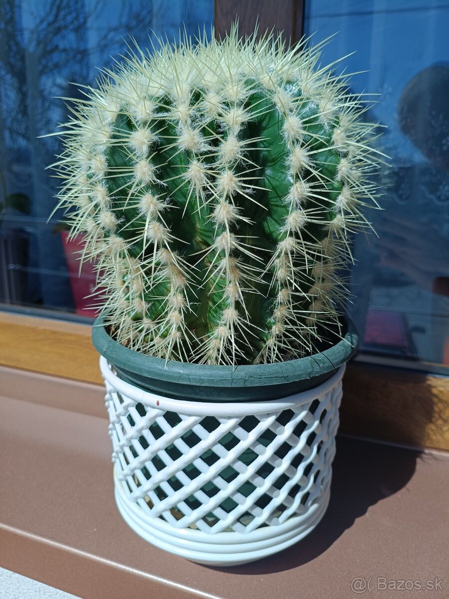 Echinocactus Grusonii - kaktus - 2