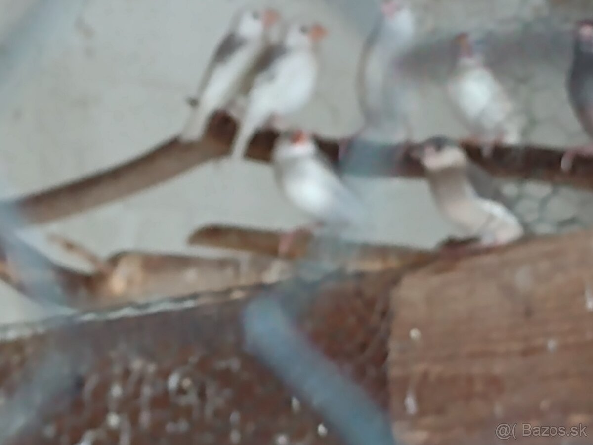 Predám - 2