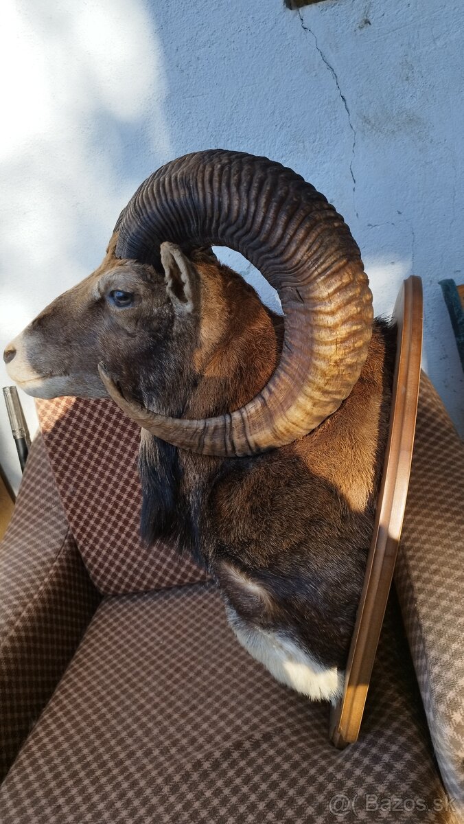 Predám preparát zlatého muflona. Parožie zhody trofeje. - 2