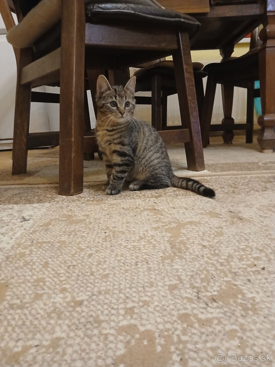 Darujem mačiatko - 2