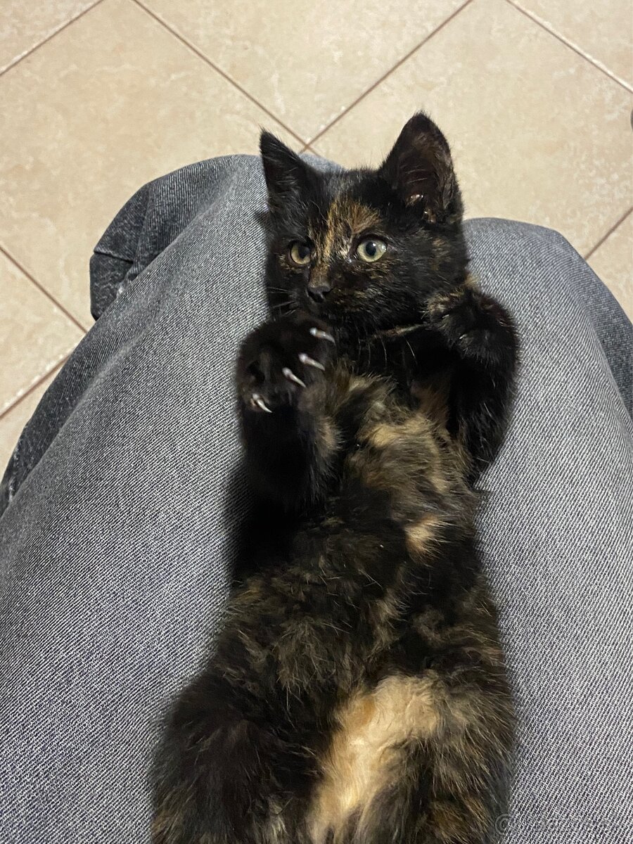 DARUJEM Mačiatko - 2